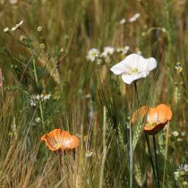 Artículo Esculturas de amapolas de cerámica, flores con un diseño artístico para el jardín, 52 cm, 2 piezas