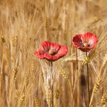 Artículo Flor de amapola de cerámica, decoración romántica para jardín de primavera y parterres, 31 cm, 6 unidades