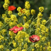 Artículo Estaca de cerámica con forma de amapola para jardín, diseño original para macizos de flores, 52 cm, 2 piezas