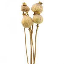Cápsula de amapola flores secas grandes amarillo papaver deco amapola 5uds