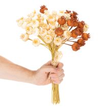 Artículo Cápsulas de semillas de amapola artificiales secas, manojo de tres colores, 40 cm, 45 unidades