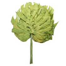 Artículo Hojas decorativas de Monstera para decoración boho y jungla urbana