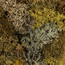 Artículo Cuadro de musgo cuadro de musgo real con marco preservado 40×30cm