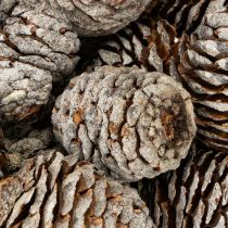 Artículo Conos Murii naturales 500g