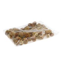 Artículo Crema de conos de sabulosum 500g