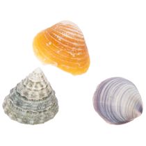 Artículo Conchas decorativas: un elemento único que llama la atención en baños y salones - 300 g