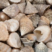 Artículo Conchas decorativas: un elemento único que llama la atención en baños y salones - 300 g