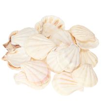 Artículo Vieiras de decoración de concha en natural 3,5cm–4cm 300g