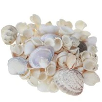 Artículo Decoración de conchas mini caracoles 1–3 cm 340 g