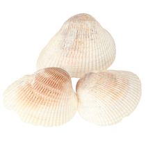 Artículo Decoración de conchas conchas blancas marrones berberechos 5-7cm 300g