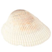 Artículo Decoración de conchas conchas blancas marrones berberechos 5-7cm 300g
