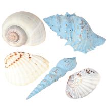 Artículo Decoración de conchas de caracol azul natural 3–5 cm 150 g