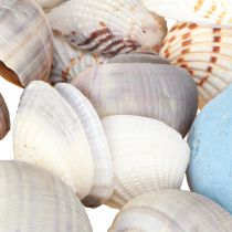 Artículo Decoración de conchas de caracol azul natural 3–5 cm 150 g