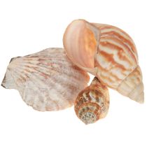 Artículo Decoración de concha de caracol marino natural 350 g × 3 piezas