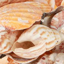 Artículo Decoración de concha de caracol marino natural 350 g × 3 piezas