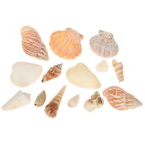 Artículo Decoración de concha de caracol marino natural 350 g × 3 piezas