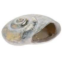 Artículo Contenedor decorativo en forma de caracol para diseño de pared marítimo y natural, gris, 21 cm
