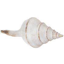 Artículo Forma decorativa de concha para una elegante decoración marítima, 44 cm