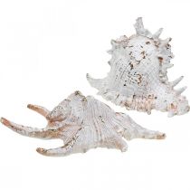 Conchas, decoración marítima, caracoles blanco-dorado L22/17cm juego de 2