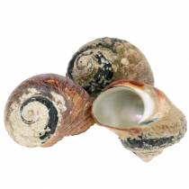 Artículo Turbante concha alikreukel natural 500g