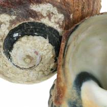 Artículo Turbante Concha Alikreukel Natural 500g