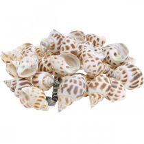 Artículo Decoración de conchas, caracol mini deco, mezcla de caracoles de mar L2–4cm 780g