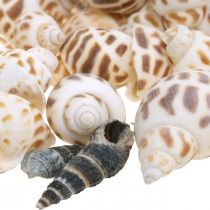 Decoración de conchas, caracol mini deco, mezcla de caracoles de mar L2–4cm 780g