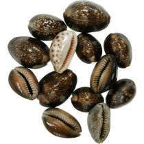 Cauri concha deco naturaleza decoración marítima caracoles de mar 500g