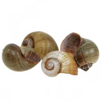 Artículo Decoración de caracoles, conchas de caracol naturaleza marítima, verde 10 piezas