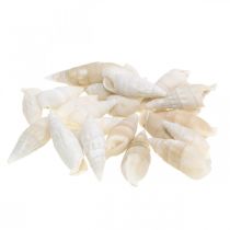 Deco caracoles blanco, caracol de mar decoración natural 2-5cm 1kg