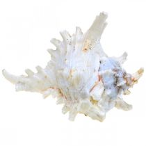 Artículo Concha Chicoreus ramosus 16cm 3uds