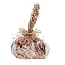 Artículo Decoración de conchas conchas reales diferentes tipos 300g