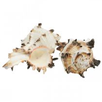Deco conchas de caracol a rayas, caracoles de mar decoración natural 1kg