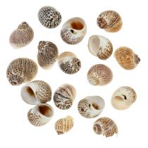 Caracoles naturales 500g