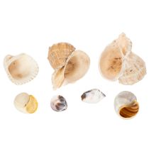 Artículo Caracoles y conchas: detalles decorativos marinos para embellecer habitaciones de forma única - 500 g
