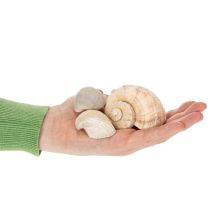 Artículo Caracoles y conchas - Acentos decorativos marítimos para una decoración única de espacios - 500 g