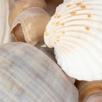 Artículo Conchas y caracoles. Elementos decorativos marinos naturales para un diseño de interiores elegante. 500 g.
