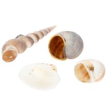 Artículo Conchas y caracoles. Elementos decorativos marinos naturales para un diseño de interiores elegante. 500 g.