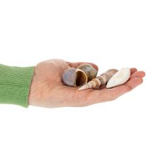 Artículo Conchas y caracoles. Artículos decorativos marítimos naturales para un diseño interior elegante. 500 g.