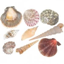 Mezcla de conchas, conchas y caracoles, decoración de verano H3–5cm/L2.5–9cm 950g