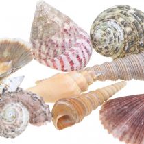 Mezcla de conchas, conchas y caracoles, decoración de verano H3–5cm/L2.5–9cm 950g