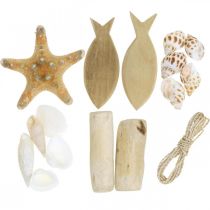 Caja DIY Conchas Marítimas Naturales Decoración De Madera Conjunto Surtido