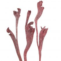 Artículo Natraj mezcla de madera de asta roja, blanqueada 10 piezas