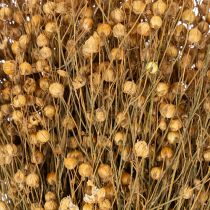 Artículo Hierbas de lino natural secas para arreglos florales secos Linum Natur 60cm 180g