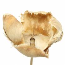 Artículo Flor natural, copa de palma sobre tallo blanqueada 25 piezas