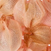 Artículo La flor seca de Nicandra crea un ambiente romántico para cualquier sala de estar 75cm