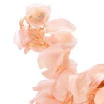 Artículo La flor seca de Nicandra crea un ambiente romántico para cualquier sala de estar 75cm