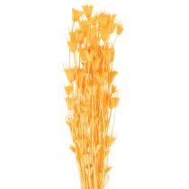 Artículo Arreglo de flores secas de Nigella para uso prolongado. Elegante y atractivo. 70 cm, 50 g.