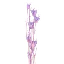 Artículo Ramo de flores secas de nigella, ideal para decorar el salón, crea un ambiente único. 70 cm, 50 g.