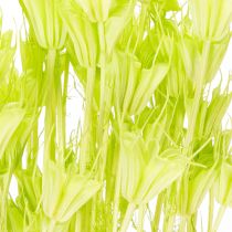Artículo Flores de nigella secas, encantadora decoración natural para el hogar, 70 cm, 50 g